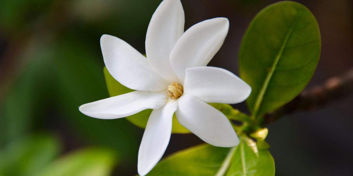 TAHITIAN GARDENIA
