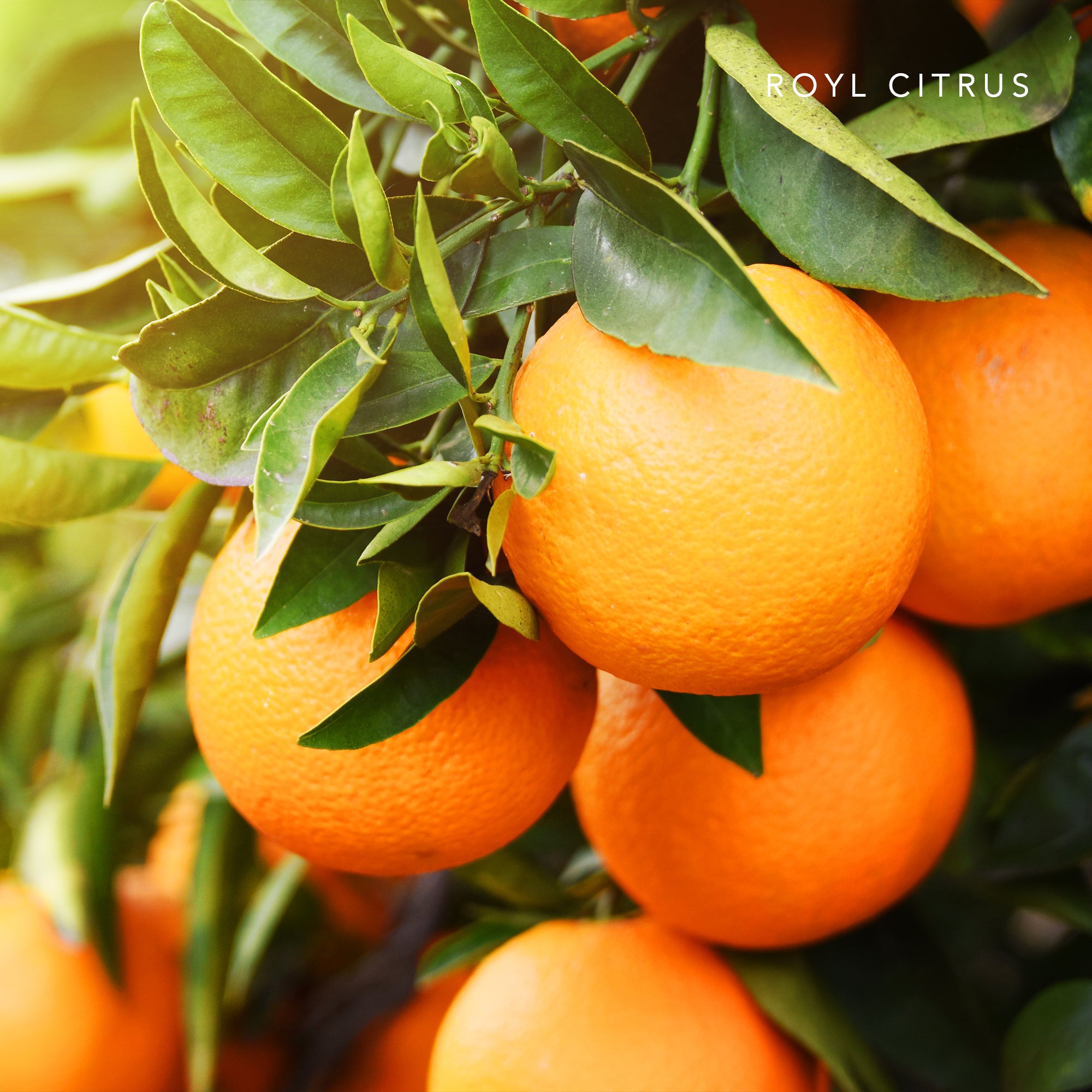 ルームスプレー 100ml Royal Citrus