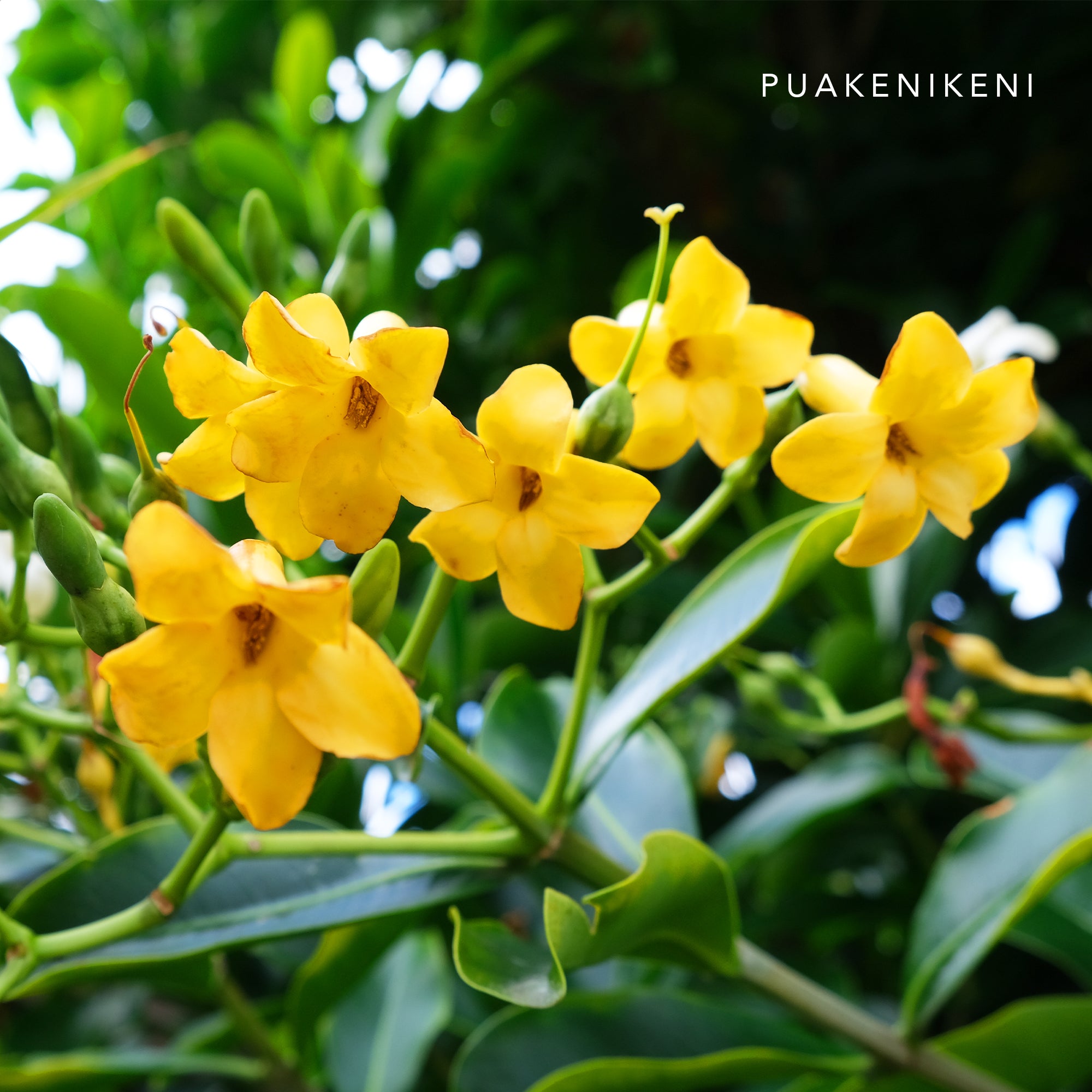 ルームスプレー 100ml Puakenikeni