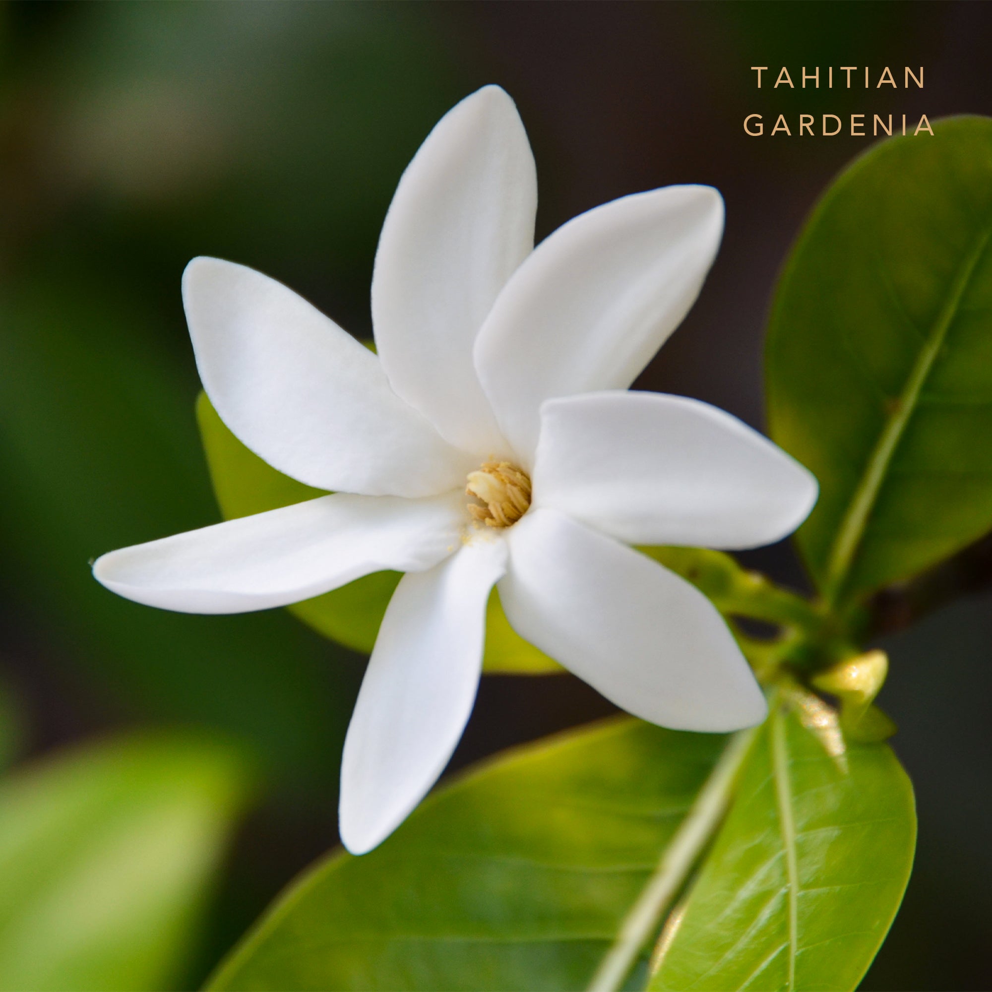 リードディフューザー 100ml Tahitian Gardenia