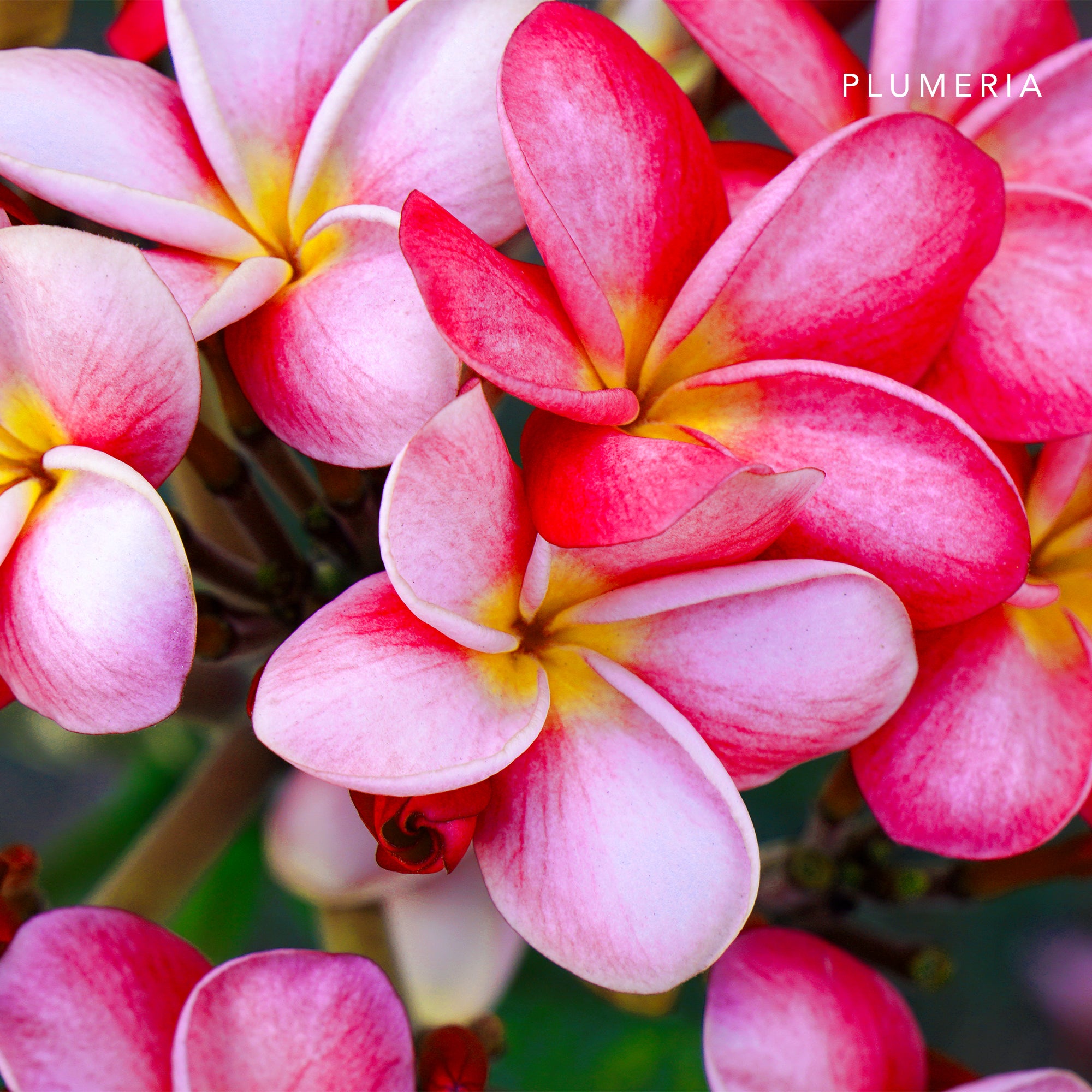 リードディフューザー 100ml Plumeria