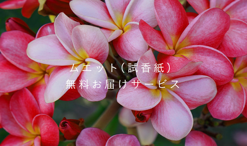 ムエット（試香紙）無料郵送サービス