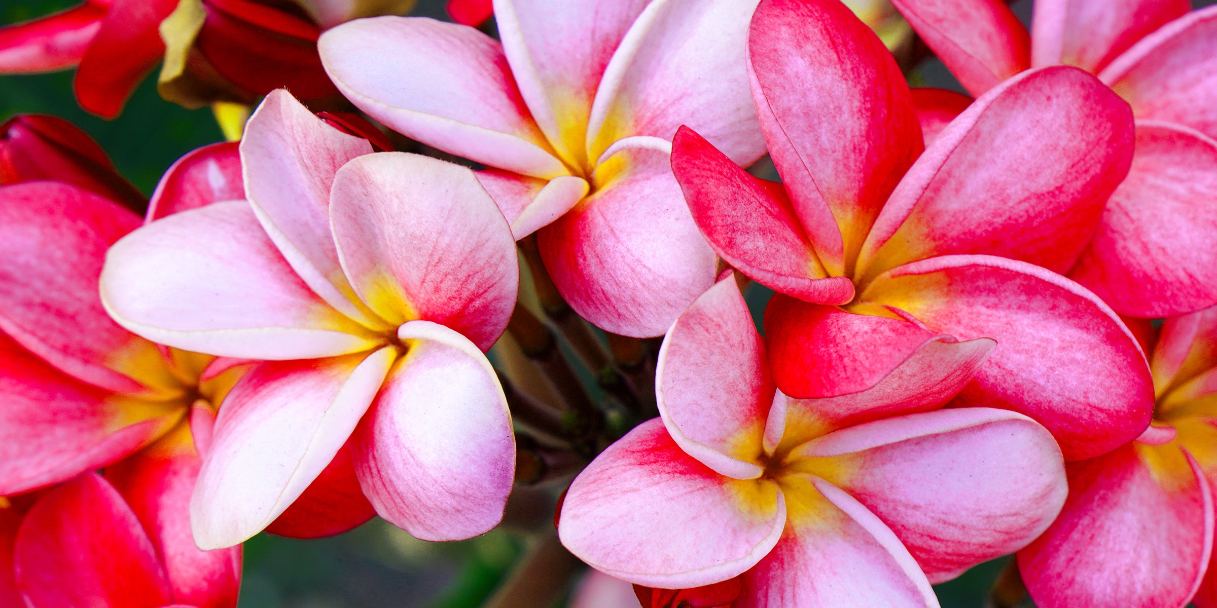 PLUMERIA